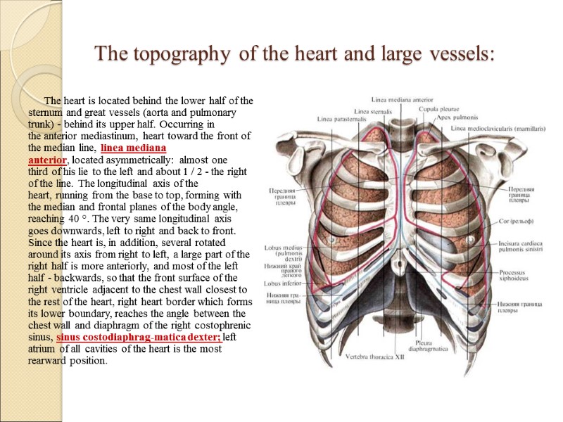 The topography of the heart and large vessels: The heart is located behind the